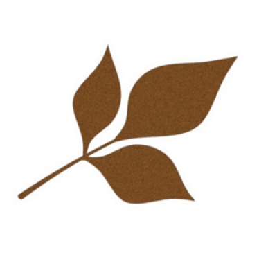 Fraxinus Leaf