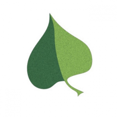 Tilia Leaf